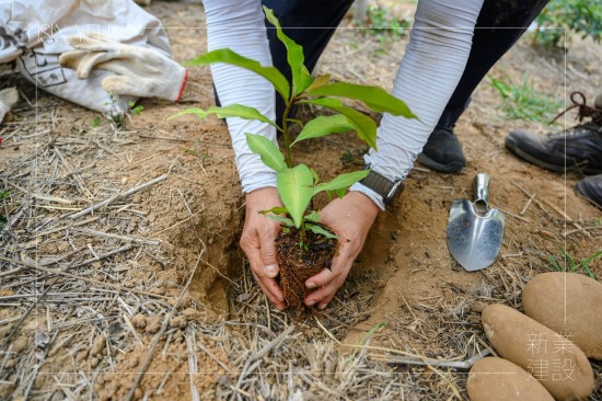 由新業(yè)建設(shè) 卓勝隆 董事長種下新業(yè)團(tuán)隊(duì)的第一棵小樹苗，滿懷心中希冀，期盼平安順利長大，為大肚山增添另一份生機(jī)。
