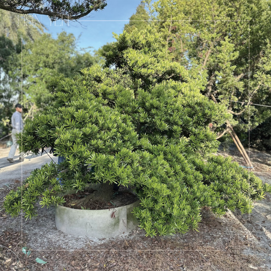 作為入口意象的『羅漢松』，四季常青、沉穩(wěn)長(zhǎng)成，象徵幸福安康與傳承，枝幹柔韌、抗風(fēng)性強(qiáng)，可謂是造景設(shè)計(jì)的首選。