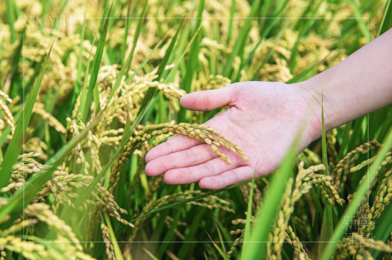 契作認(rèn)養(yǎng)15載，霧峰小農(nóng)對(duì)於自然農(nóng)法無農(nóng)藥、無化肥的堅(jiān)持，新業(yè)守護(hù)這份對(duì)土地的溫柔心意，讓善與美在這片大地持續(xù)傳遞。