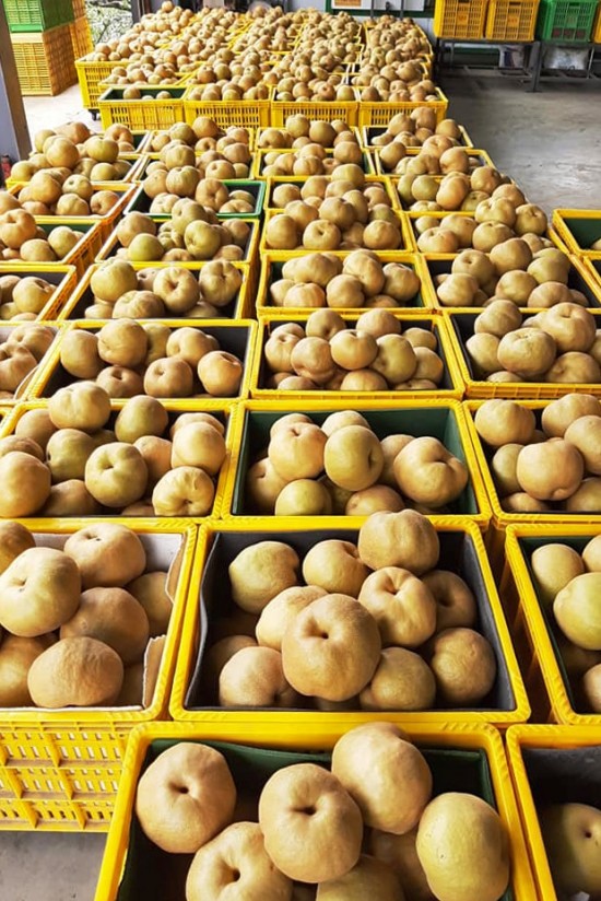 堆成一籃又一籃的小山，等待裝箱配送的梨子們。