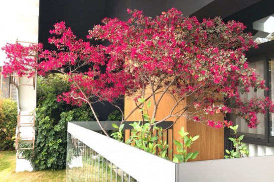 森鄰有樹初長成，春神來訪大塊森鄰，在陽臺邊為紅花繼木抹上胭脂，是一幅藏不了的自然美景。