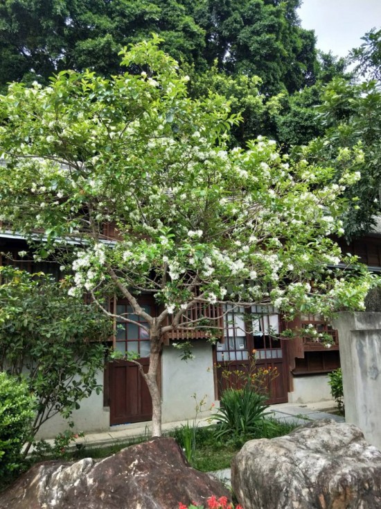 流蘇是否因懷念著誰(shuí)而白了頭？文學(xué)館的一景，正盼著誰(shuí)歸來(lái)？