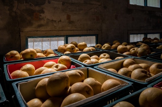 一箱箱等待包裝的梨子，靜靜的享受陽(yáng)光的餘韻，像是為她的旅行稍作休息，整裝待發(fā)。