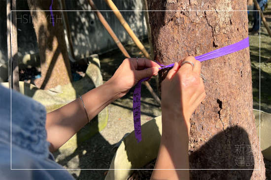 選定每棵樹木後，會在樹幹繫上綁樹帶做為紀(jì)錄，堅持尋樹的原則，維持護(hù)樹的理念，保持愛樹的心。