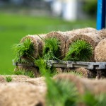 一捲捲的秧苗捲，像極抹茶瑞士捲，捲秧苗也是一門學(xué)問，彎著腰把有重量的苗卷一左一右的放置，為了方便搬運不壓壞秧苗，層層疊疊，也方便後續(xù)秧苗機的使用。