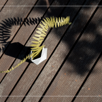 陽光灑下，將紙蕨上分明的葉片照映在地面上，光影交織，變幻移動，感受光影下的美麗。