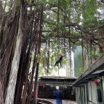 幫樹修剪也需要「望、聞、問、切」，確認(rèn)好受傷枝葉的樹幹，全副武裝攀上枝頭。