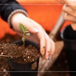 臺灣每個區(qū)域潛在森林的樹種超過百種，各地的樹種又不近相同，因此把『樹苗培育』做好，森林復育就有機會真正依循『生態(tài)』的方式來『生生不息』。