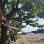 以紅色緞帶為記，牽起與新業(yè)的緣分，等待時機(jī)，在新的落腳處延續(xù)自然與人的美好記憶。