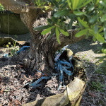 測(cè)量間距，錯(cuò)落規(guī)劃樹種位置，為景觀增添視覺(jué)層次，呈現(xiàn)建築與自然交織的四季框景。