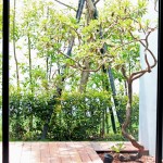 看一棵樹在地板上描繪出自己影子的輪廓，也捕獲四季生動(dòng)而多變的表情。