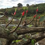 將開而未開的梨兒，是否像極了梨樹仰頭，謹(jǐn)以綠中帶白的嫩芽向天示好。