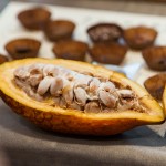 現(xiàn)場(chǎng)體驗(yàn)現(xiàn)剖可可果，裡頭新鮮的可可豆吃起來像山竹口感，帶有酸澀感，果肉厚實(shí)，是為開啟巧克力製成重要的一把鑰匙。