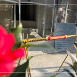 以一段金色鋼筋作為象徵性儀式，也象徵著建築主體已接近完工。