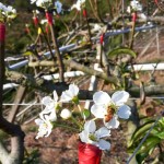 嫩芽綻出梨花後，梨花的任何動靜，蜜蜂總是先一步知道。忙著授花粉，提高梨兒結(jié)果率，小蜜蜂不愧是小農(nóng)的好幫手！