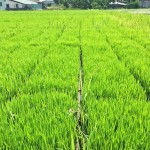 感謝大地之母賜與我們的食糧。