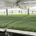 幼苗時期，給番茄最好的養(yǎng)育環(huán)境，以免受蟲擾溫室環(huán)境悉心呵護(hù)，為維持番茄的授果效率，夜晚也會啟動抽風(fēng)機幫助降低溫度。