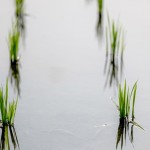 「水深苗過半，以不淹苗心為準(zhǔn)，以水護苗，以水恆溫?！怪v究的細節(jié)，成就未來的果實。