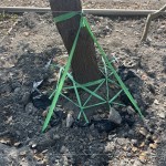 樹木的移植需經(jīng)過繁複的作業(yè)程序加上時間等待，圖中正在進(jìn)行第一階段「斷根」作業(yè)。