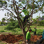 平衡修剪的重要性，提高植栽的存活率