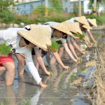 於契作認(rèn)養(yǎng)的霧峰田間，同仁們親身下田體驗(yàn)插秧盛事，感受來自大地的生命力！