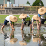 新業(yè)以實(shí)際行動(dòng)參與農(nóng)作，雙腳踏在柔軟的田裡，彎著腰將一株株秧苗種下，手把青秧插滿田，感恩腳下每一寸土地，步步講究、守候與疼惜。