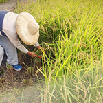 臺農(nóng)71號香米， 有著淡淡的芋頭香氣的品種