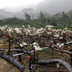 山漫著層層薄霧，山丘上點點白花悄然盛放，近看可細(xì)賞花蕊，遠(yuǎn)觀則儼然山頭被雪染白。