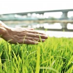 親自下田走一遭，親手拂過稻苗或稻穗，方知農民在田野間一切的親力親為，是來自對上天的敬虔與懇切。