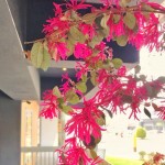 春天來了很有感，紅花繼木盡情綻放纖細的瓣兒，它的花語是「幸福與相伴一生」，大塊森鄰將祝福寄予此樹，願往後歲月靜好，讓日常沉澱出摯美與安好。