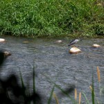 實際走覽筏子溪，環(huán)境絕對會是我們最棒的老師。及時將垃圾排除於他們的棲息處，也可以減少小動物們因廢棄物受傷的機會。