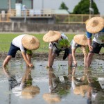 雙腳踏在柔軟的田裡，彎著腰將一株株秧苗種下，手把青秧插滿田，退步原來是向前。