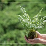 伴手禮—銀脈鳳尾蕨苔球，翠綠透徹，銀白色的葉脈如羽毛般，光線下隱隱散發(fā)銀白光芒，就像成片雪花，靜靜落在葉面上。