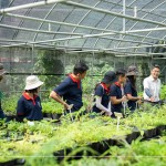 將採集到的種子，放置種子萌發(fā)室，換盆作業(yè)即是協(xié)助將種子萌發(fā)後的幼苗進行分株換盆，有自己的家繼續(xù)茁壯長大。