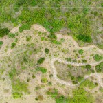 大肚山於早期時(shí)，被廣泛種植大黍草，以作為馬匹的糧草，在乾季的壓力下會(huì)大量枯萎，容易引起大火，進(jìn)而影響原生植物的生存。