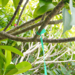 選定每棵樹種後，在樹幹繫上束帶做為紀錄，堅持尋樹的意念，維護樹的理念，保持愛樹的初衷。