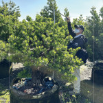 測(cè)量每棵樹的樹高及腰圍，細(xì)看樹形與葉片的茂盛程度，檢視樹種的生長(zhǎng)狀態(tài)，選擇能與建築共老，與生活並行的風(fēng)景。