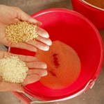 由碾米機處理過的白米一亮相，即可與尚未脫穀的稻米做出明顯區(qū)別。