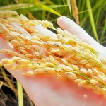 黃澄澄的臺農71號稻子，散發(fā)出淡淡的芋頭香氣。