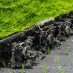 每一株都是農(nóng)民們辛苦的付出，散發(fā)著土壤、秧苗、陽光交織的香味。