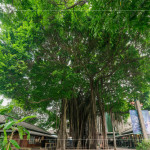 聳立在臺中文學(xué)公園的大榕樹，已有80年的歷史，樹高逾18公尺，是全市最高、最美的老榕樹，如今是文學(xué)館園區(qū)的重要地標(biāo)，靜靜見證著文學(xué)與自然共融的時光。