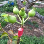 這是否看起來有點像「矮肥短」版的豬籠草呢？其實人家是還在幼兒的小水梨啦！跟食肉性植物不同，水梨不必等別人落入陷阱，而是奮力讓自己的料變得更飽滿充實，更具有可看性。