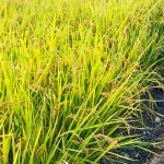 稻穗因飽滿而謙卑自己，建築也當講究自己、禮遇他人。虛心務農知天命，新業(yè)無違建築本心。