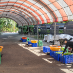 一棵樹(shù)苗必須從一顆種子播種開(kāi)始，由志工們從母樹(shù)採(cǎi)集種子，播種發(fā)芽後，進(jìn)行種子苗換盆作業(yè)，採(cǎi)各組分工，介質(zhì)裝盆、小苗固定、標(biāo)籤樹(shù)種、灑水等。