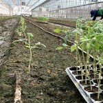 一株株的番茄幼苗，正一排一排在旁候著，等待在此地生根勃發(fā)。幸得嘉南平原日夜溫差大的條件，相信這一批玉女番茄將長得又快又好！