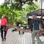 修剪工程不疾不徐的進(jìn)行，也讓大榕樹底下的日式建築，避免隨時(shí)有枝幹掉落的風(fēng)險(xiǎn)，榕樹的成長(zhǎng)也更能安心茁壯。