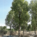 『樟樹』是常見的百年老樹，抗害力強(qiáng)、樹形挺拔優(yōu)美，是人行道與社區(qū)綠蔭中，象徵穩(wěn)定與長(zhǎng)久的歲月風(fēng)景。