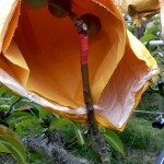 梨的養(yǎng)育與孩子的教育相當(dāng)，在幼果期，梨子還沒有能力承擔(dān)外在風(fēng)吹雨打，就需要一層保護避開農(nóng)藥及任何汙染物，也因此，農(nóng)民阿君每年收成的水梨送交農(nóng)試所檢驗，報告都是農(nóng)藥零檢出，連皮帶果肉都可放心吃！