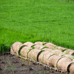 一捲捲的秧苗捲，為了方便搬運(yùn)不壓壞秧苗，層層疊疊，也方便後續(xù)秧苗機(jī)的使用。