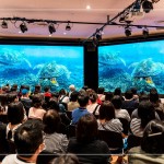 洋流裡飛翔的綠蠵龜，在小琉球藍(lán)色的光影下張大翅膀恣意翱翔，穿梭於島礁之間，展現(xiàn)海龜?shù)纳Γ约捌渌S富多樣的海底生態(tài)畫面。